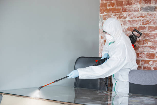 Best Environmental Consulting for Mold Prevention in Dogtown, CA