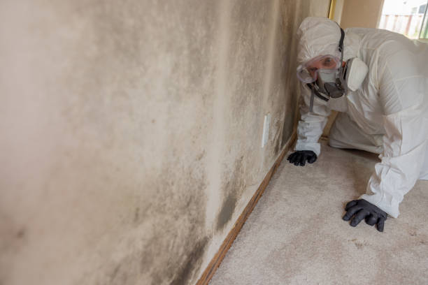 Best Mold Prevention Services in Dogtown, CA